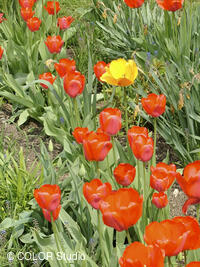 Tulipány