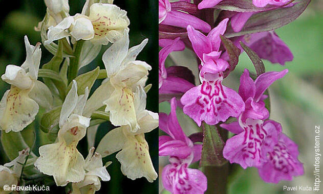 Bílé Karpaty, orchideje